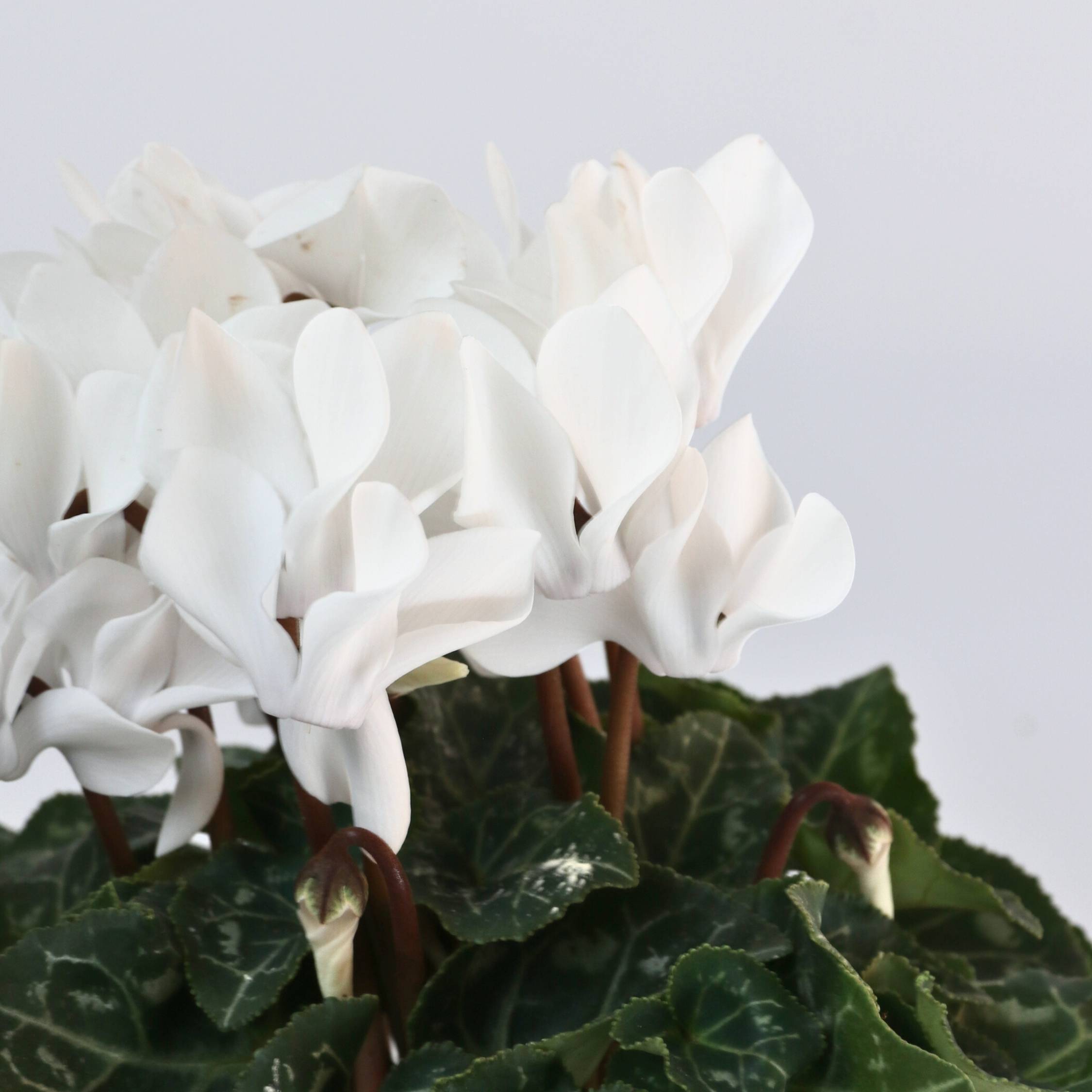 Plant In A Box - Cyclamen de Perse - Set de 3 - Cyclamen 'Metis White' - Hauteur 10-20cm - ⌀9cm - Image 5