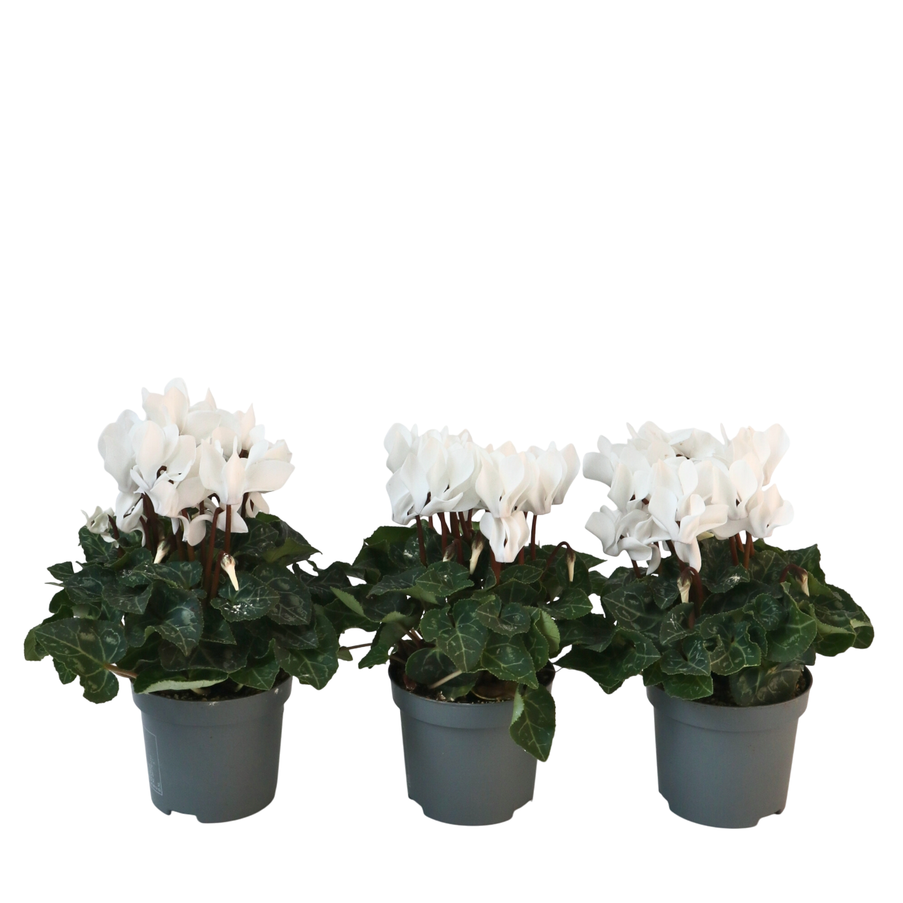 Plant In A Box - Cyclamen de Perse - Set de 3 - Cyclamen 'Metis White' - Hauteur 10-20cm - ⌀9cm - Image 1