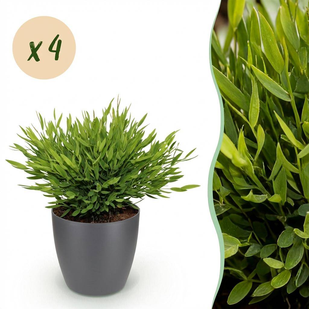 Bamusa Pogonatherum Monica - Pet-friendly - Bambou miniature - Pot de 12cm - Hauteur 20cm - 4 plantes - Gris - Plantes d'intérieur