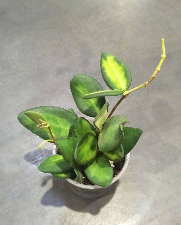 Hoya Burtoniae Variegata D. 6cm H. 10cm - Plante d'intérieur - IndoorPoppies - Image 3