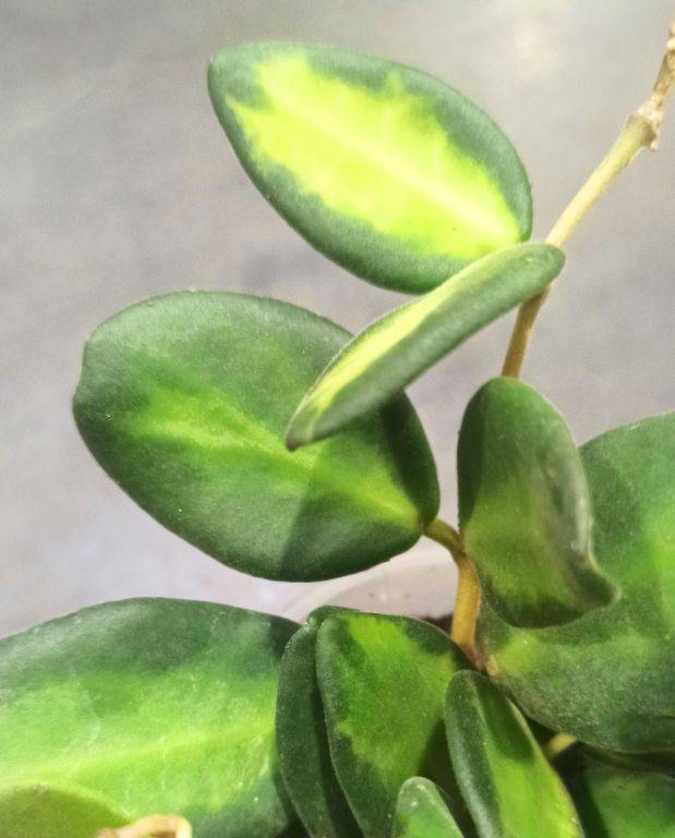 Hoya Burtoniae Variegata D. 6cm H. 10cm - Plante d'intérieur - IndoorPoppies - Image 2