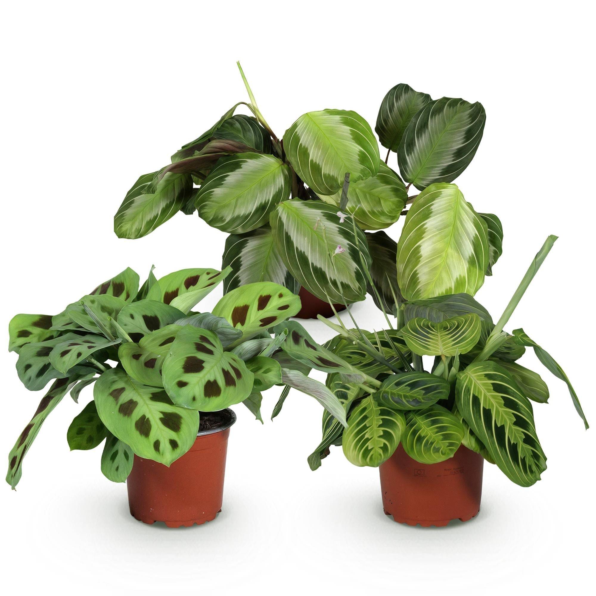 La Green Touch - Trio de Maranta - H35cm - Image 4