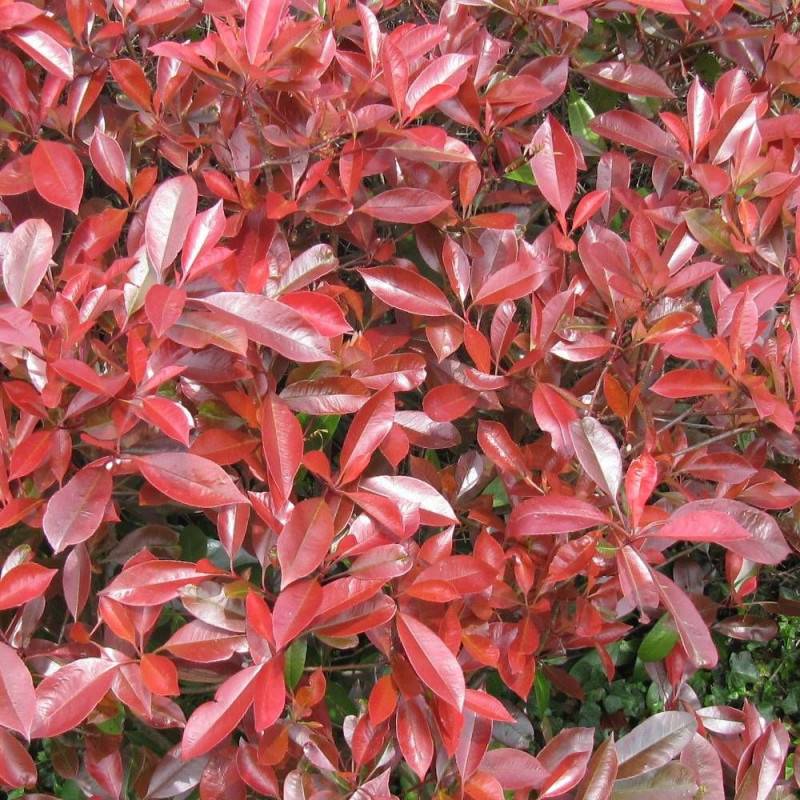 Photinia Little Red Robin à fleurs Blanche/ - feuillage Persistant - Pot de 3L - 20/40 cm