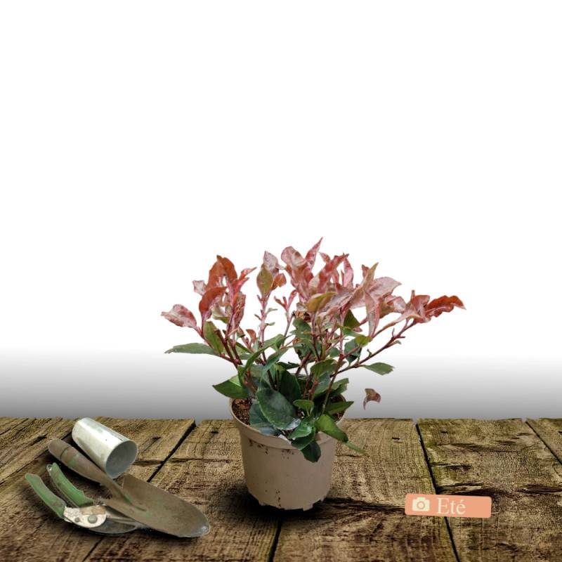 Photinia Little Red Robin à fleurs Blanche - feuillage Persistant - Pot de 3L - 20/40 cm-  hauteur à maturité De 1,00 m à 1,50 m - Image 3