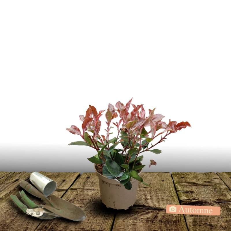 Photinia Little Red Robin à fleurs Blanche - feuillage Persistant - Pot de 3L - 20/40 cm-  hauteur à maturité De 1,00 m à 1,50 m - Image 2