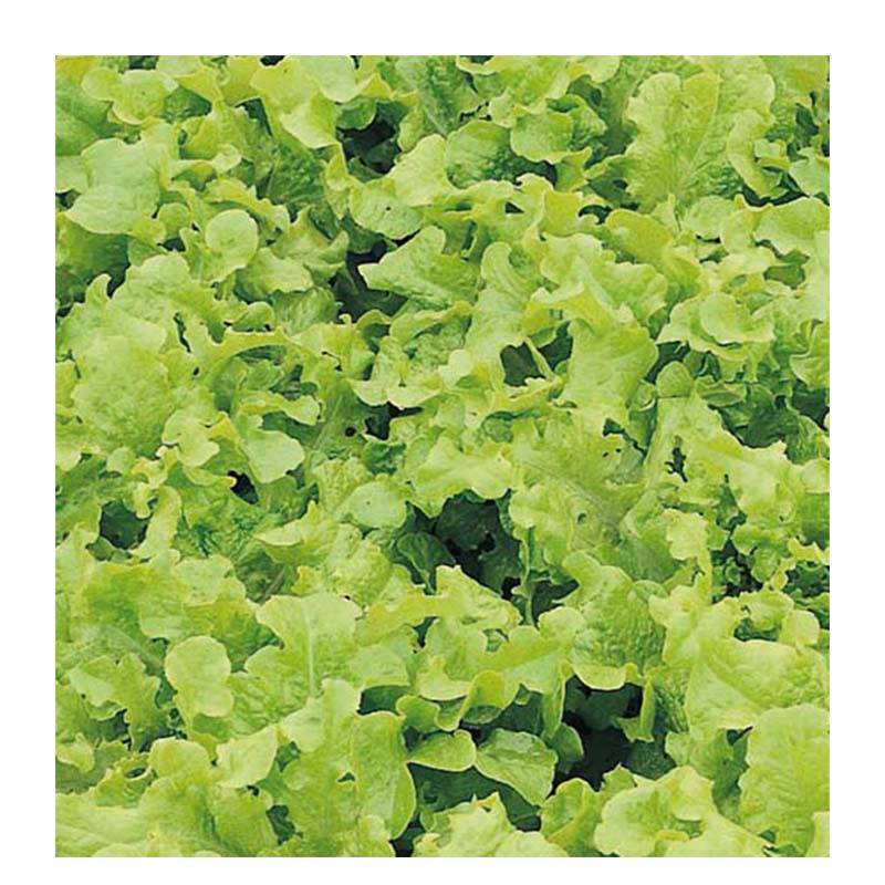 Laitue à couper Feuille de Chêne blonde à graines noires le sachet de 2500 graines environ (3g)