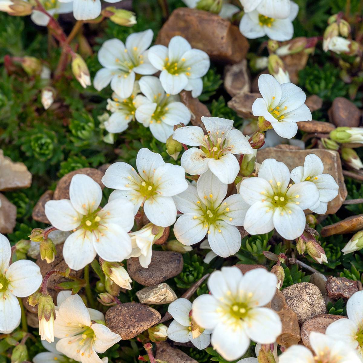 Promesse de Fleurs - Saxifraga paniculata var.minutifolia - Saxifrage Godet de 8/9 cm
