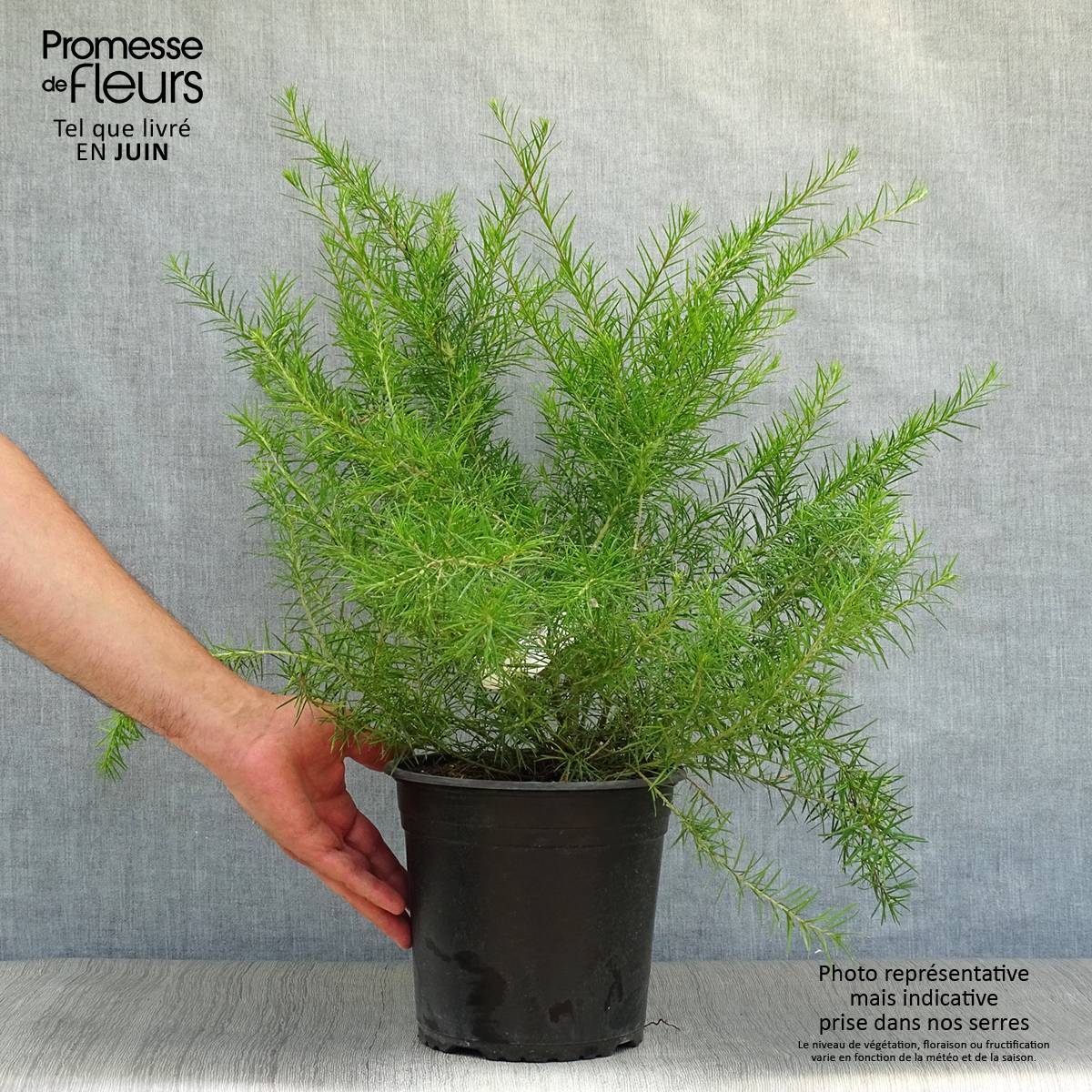 Grevillea juniperina Pot de 2L/3L - Imagen 2