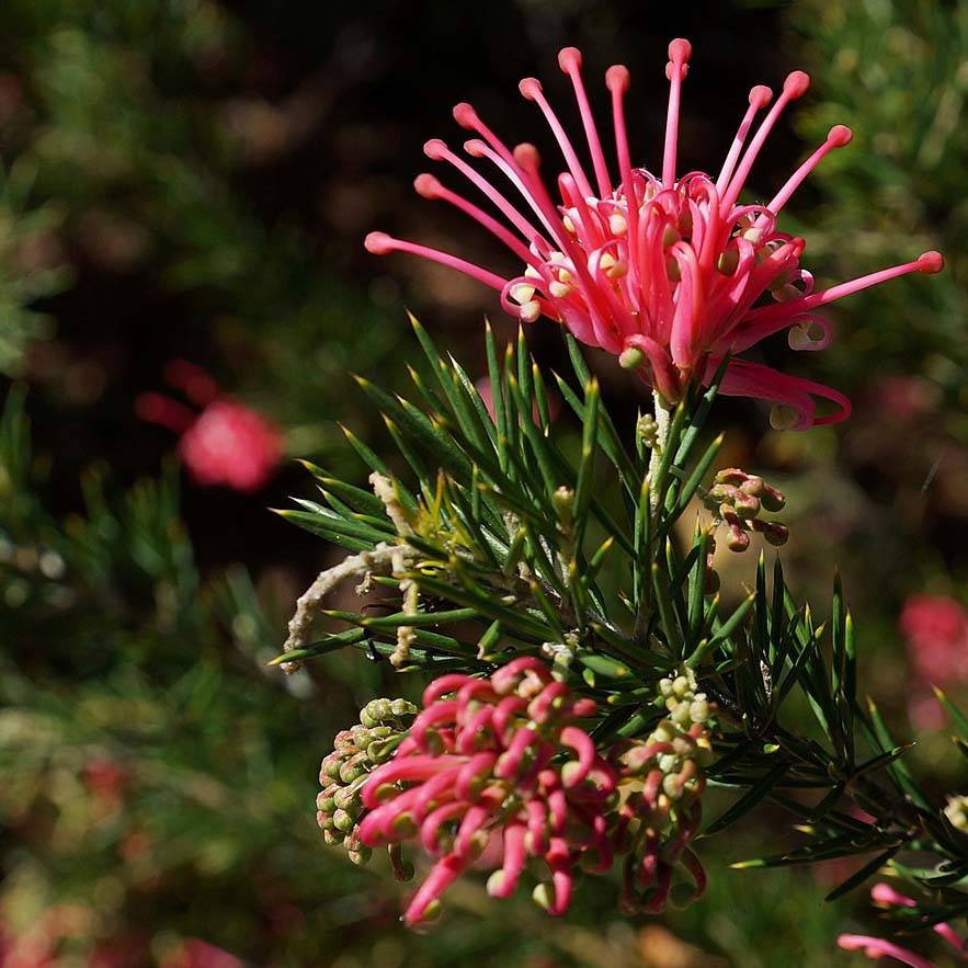 Grevillea juniperina Pot de 2L/3L - Imagen 1