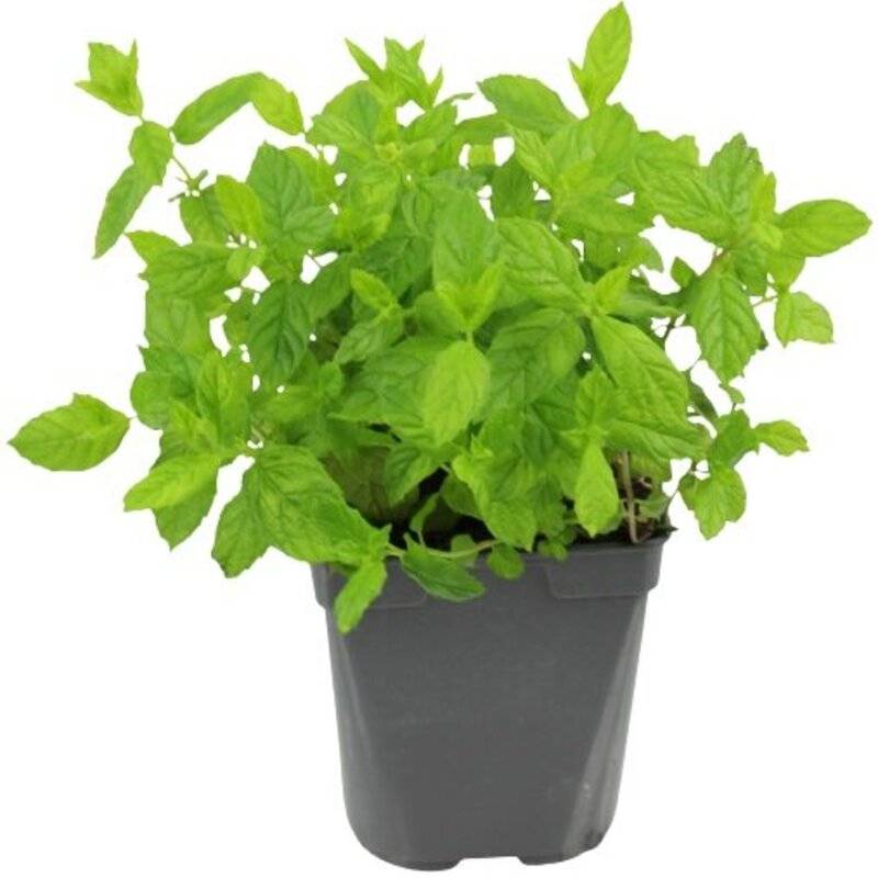 Menthe verte   pot de  1Litre - Image 1