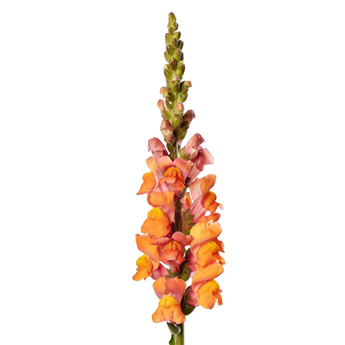 Graines de Muflier F1 Avignon Deep Orange II - Antirrhinum majus le sachet de 20 graines environ