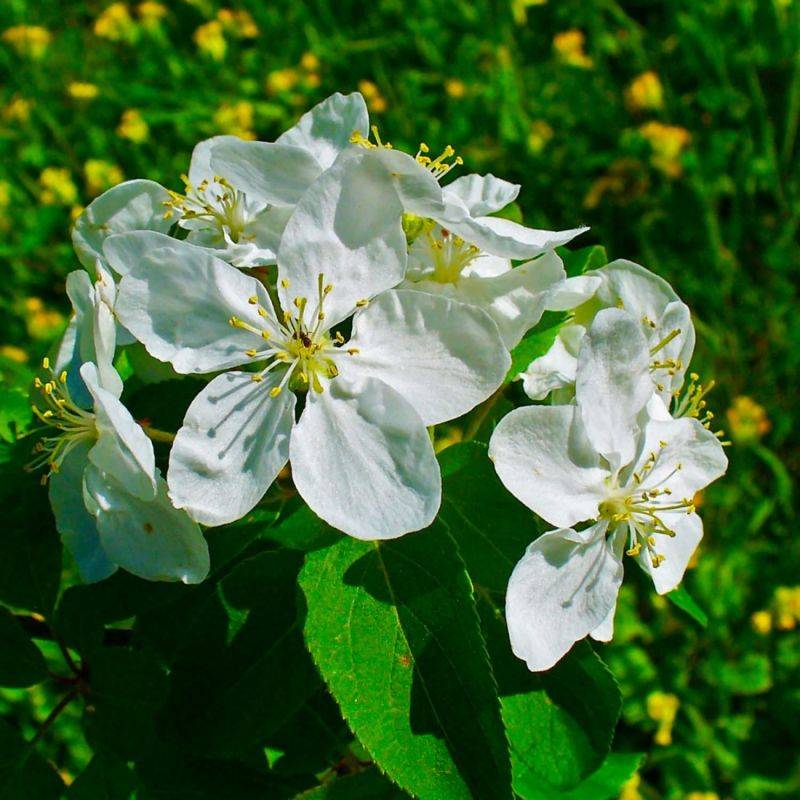 Pommier Sauvage (Malus Sylvestris) - Godet - Taille 20/40cm - Pépinières Naudet - Imagen 2