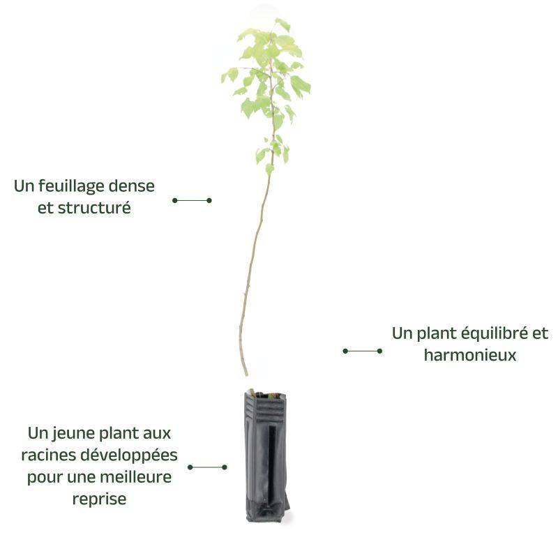 Pommier Sauvage (Malus Sylvestris) - Godet - Taille 20/40cm - Pépinières Naudet - Imagen 4