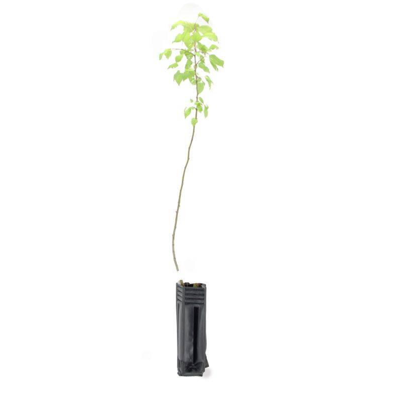 Pommier Sauvage (Malus Sylvestris) - Godet - Taille 20/40cm - Pépinières Naudet - Imagen 3