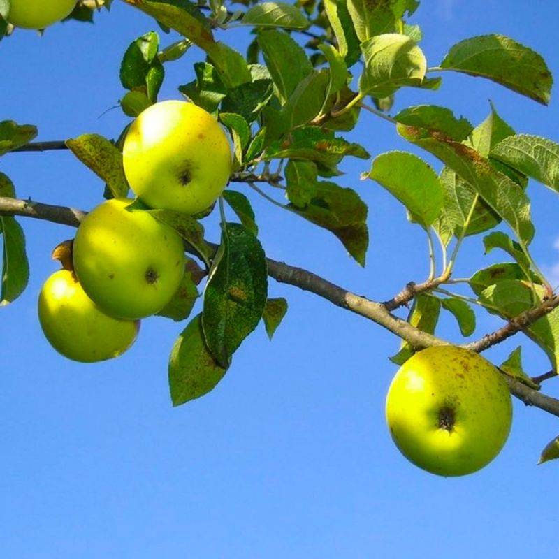 Pommier Sauvage (Malus Sylvestris) - Godet - Taille 20/40cm - Pépinières Naudet - Imagen 1