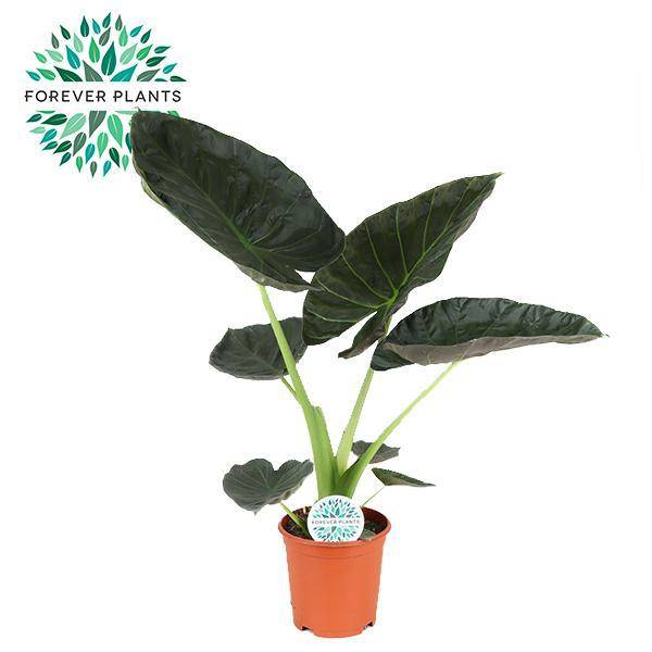 La Green Touch - Alocasia Regal Shield - D21 H90cm