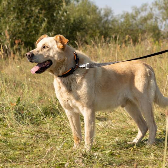 Ferplast - Ferplast Laisse pour chien ERGOFLUO MATIC, Laisse pour chien taille grande, Mousqueton innovant avec mécanisme magnétique, Poignée rembourrée, Nylon. - Imagen 3