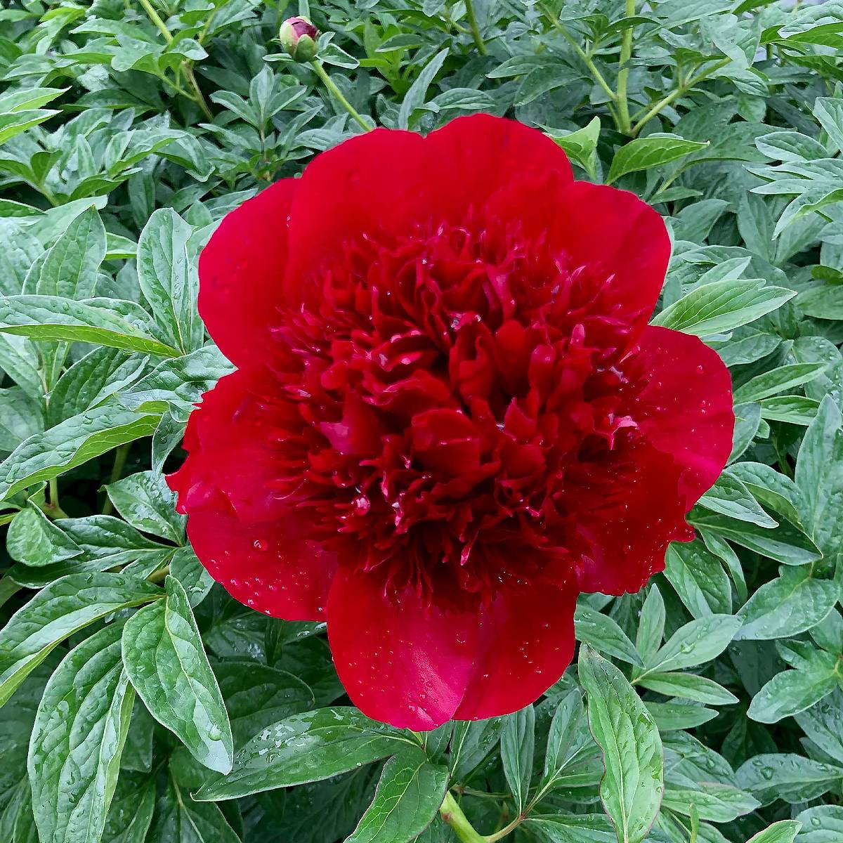 Promesse de Fleurs - Pivoine lactiflora Red Charm Souche 3/5 yeux
