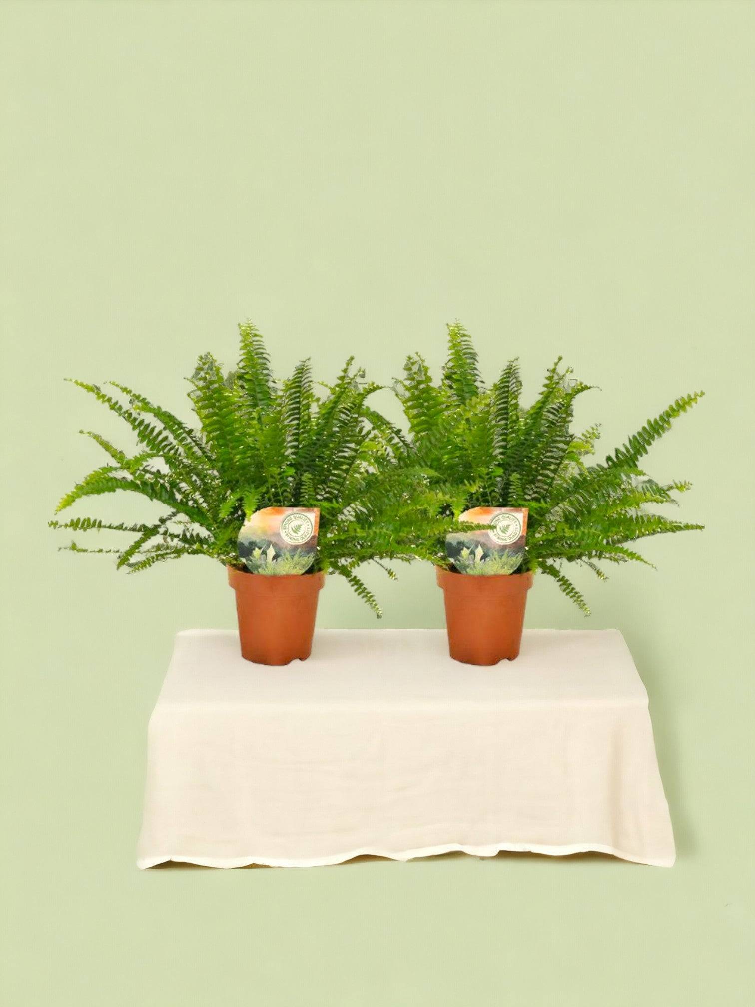 La Green Touch - Nephrolepis Krulvaren - D12