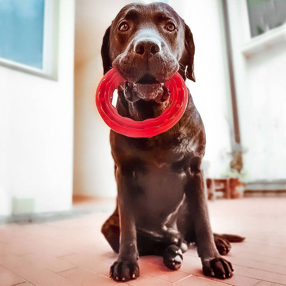 Ferplast - Ferplast Jouet Chien, Anneau Distributeur Croquettes Friandises pour Chien, en Matériau Durable à Mâcher, Arôme de Viande, pour l'Hygiène Dentaire, - Imagen 5