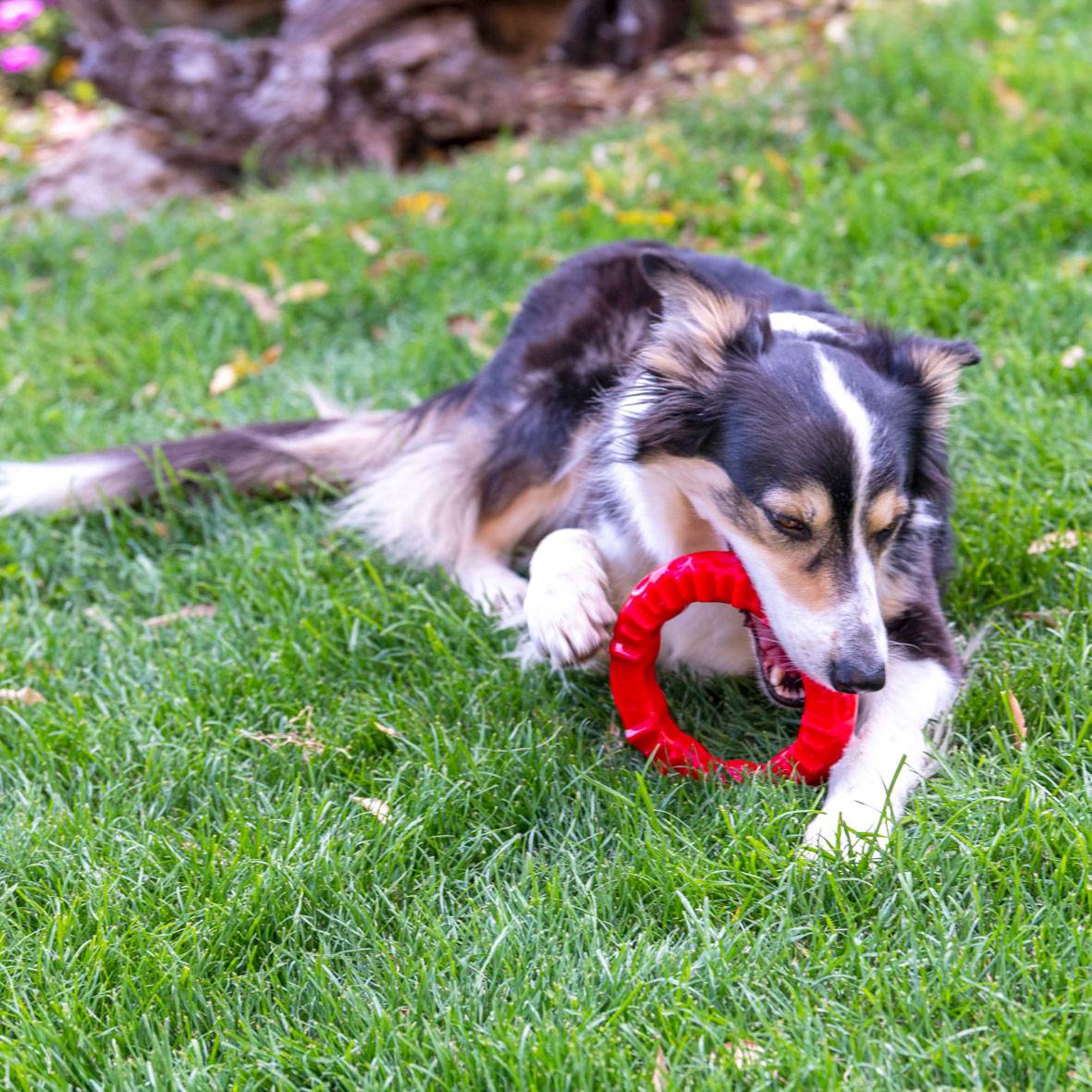 Ferplast - Ferplast Jouet Chien, Anneau Distributeur Croquettes Friandises pour Chien, en Matériau Durable à Mâcher, Arôme de Viande, pour l'Hygiène Dentaire, - Imagen 7