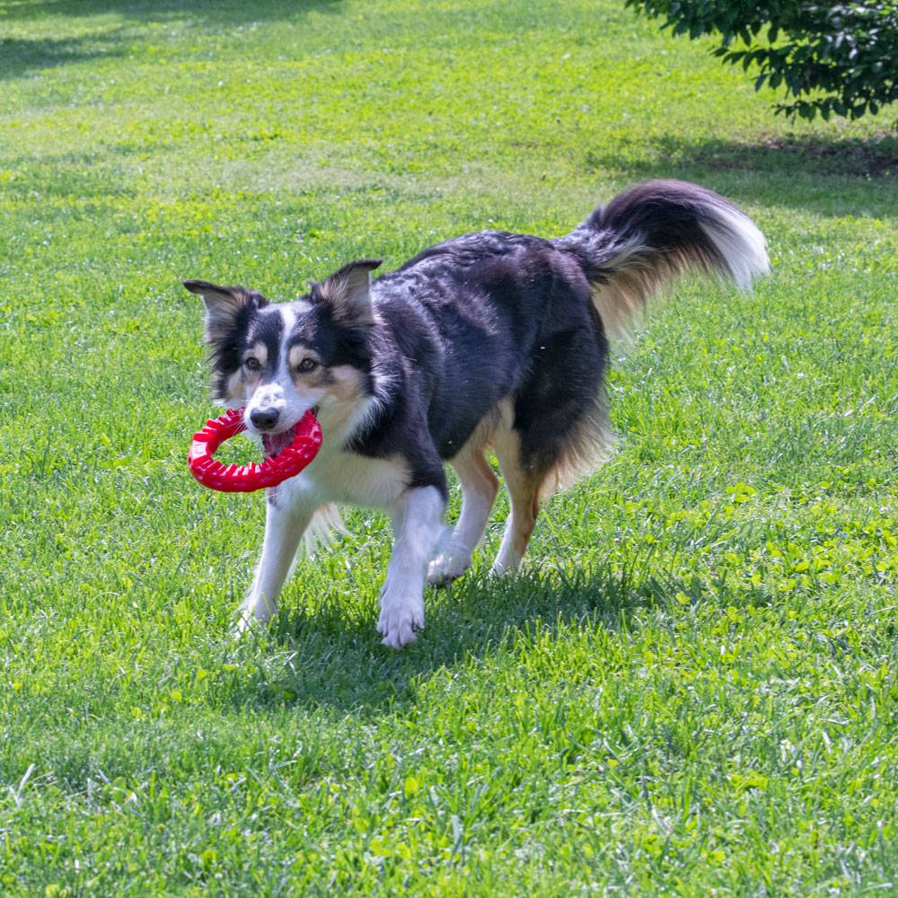 Ferplast - Ferplast Jouet Chien, Anneau Distributeur Croquettes Friandises pour Chien, en Matériau Durable à Mâcher, Arôme de Viande, pour l'Hygiène Dentaire, - Imagen 6