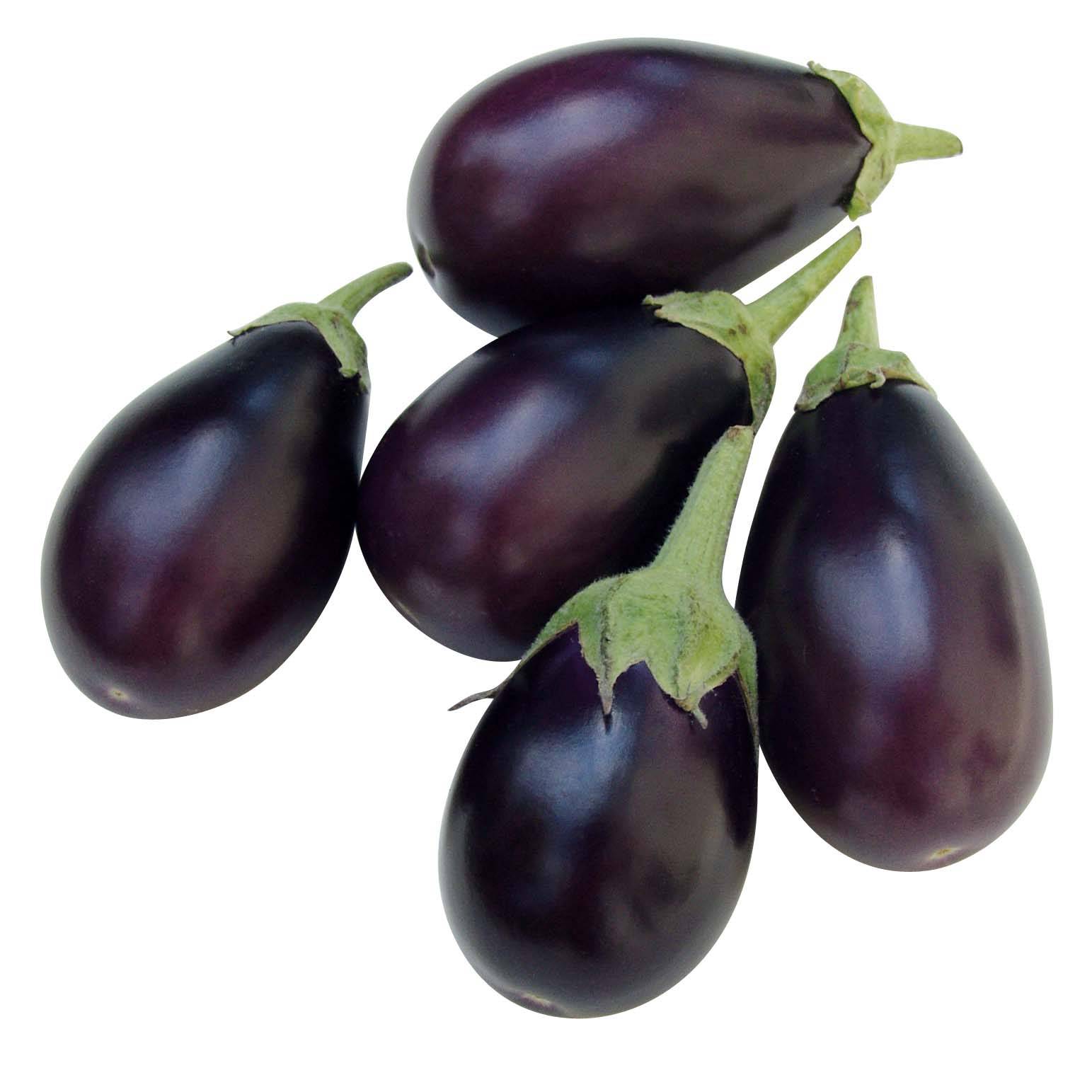 Aubergine Ophelia F1 en plants Mini-motte Ø 3/4 cm, Livré en hauteur de 5 à 10 cm (par 3)