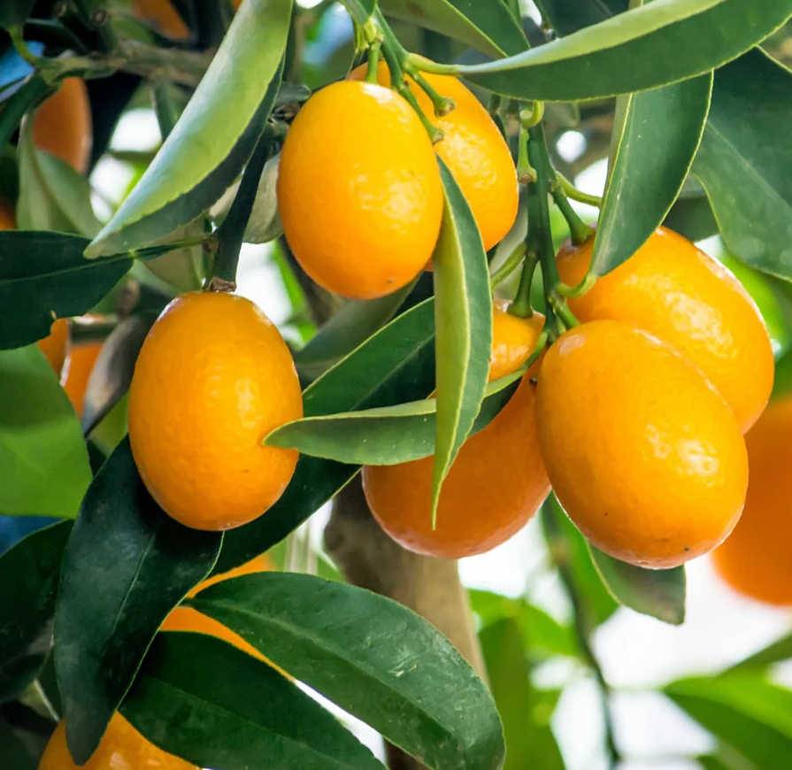 0 - Citrus floridana limequat (Hybride entre citron vert et kumquat) Pot de 9 litres -140/160 cm