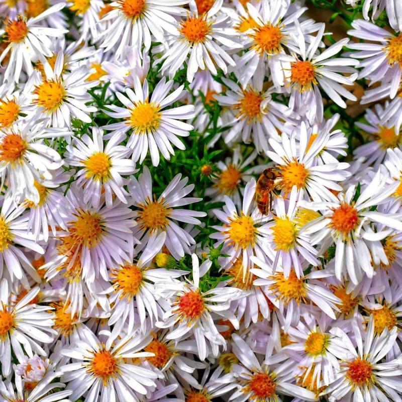 3 Asters Tongolensis 'Wartburgstern' - Lot de 3 vivaces - Pépinières Naudet - Imagen 1