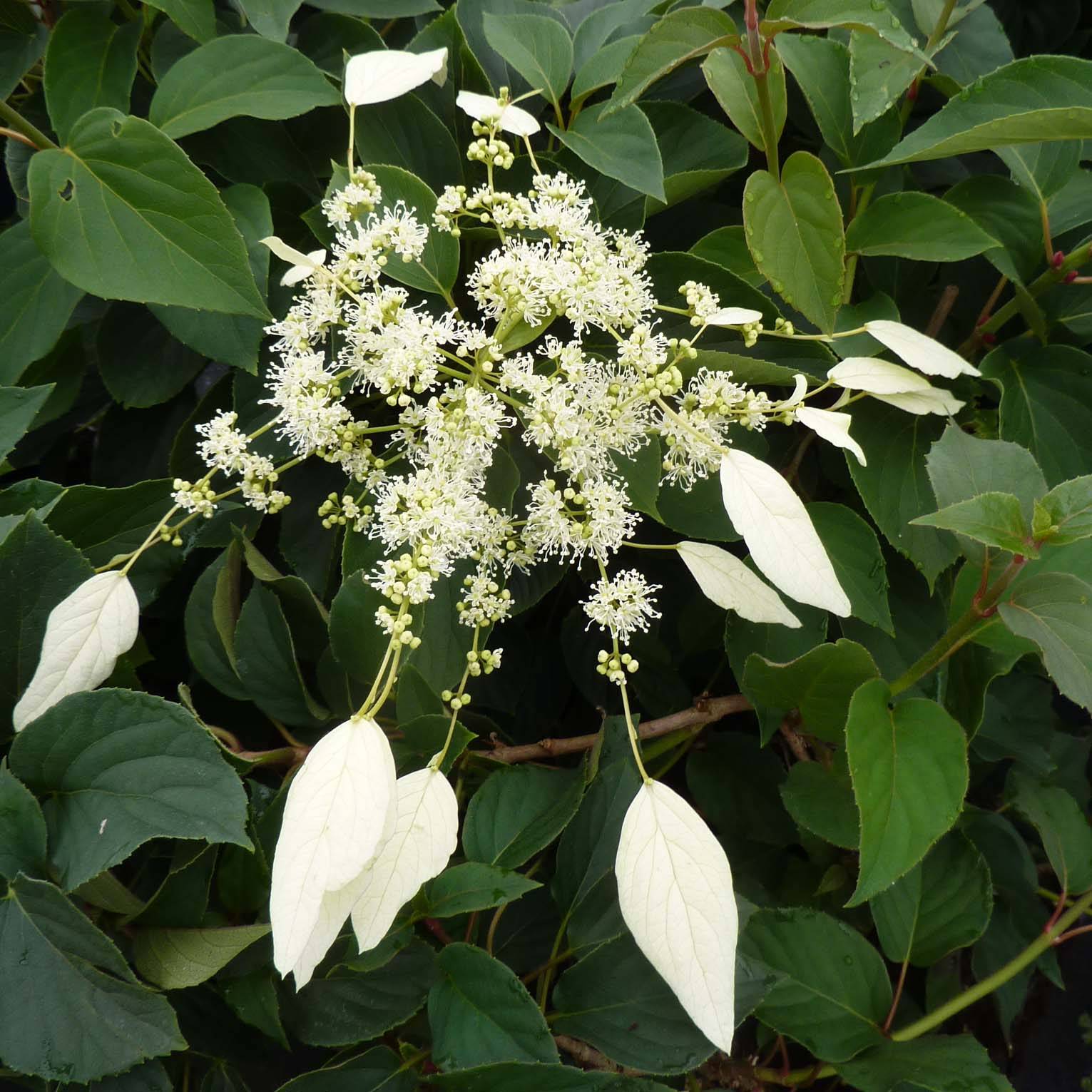 Promesse de Fleurs - Schizophragma hydrangeoides Windmills Pot de 2L/3L