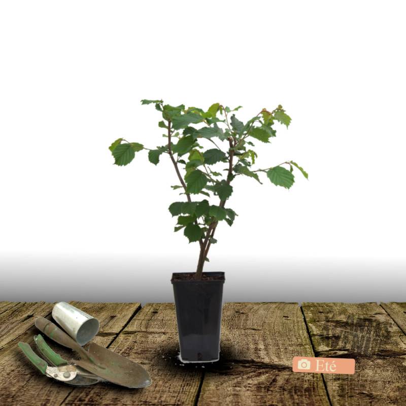 Noisetier Bergeri - Faible rendement - Pot de 10L - 60/120 cm - De 3,00 m à 5,00 m - Imagen 3