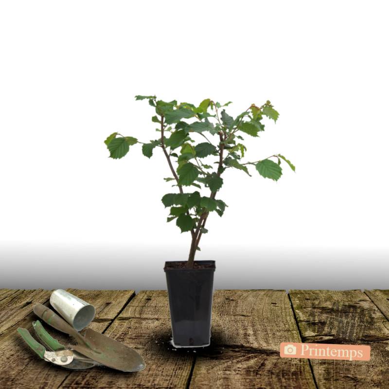 Noisetier Bergeri - Faible rendement - Pot de 10L - 60/120 cm - De 3,00 m à 5,00 m - Imagen 4