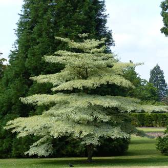 Promesse de Fleurs - Cornus controversa Variegata - Cornouiller des Pagodes panaché Pot de 30L/35L