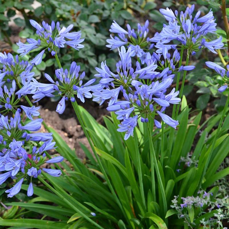 Agapanthe Pitchoune Blue® Scrarey09 à fleurs Bleue/ - feuillage Semi-Persistant - Pot de 4.5L - 30/60 cm - Imagen 1