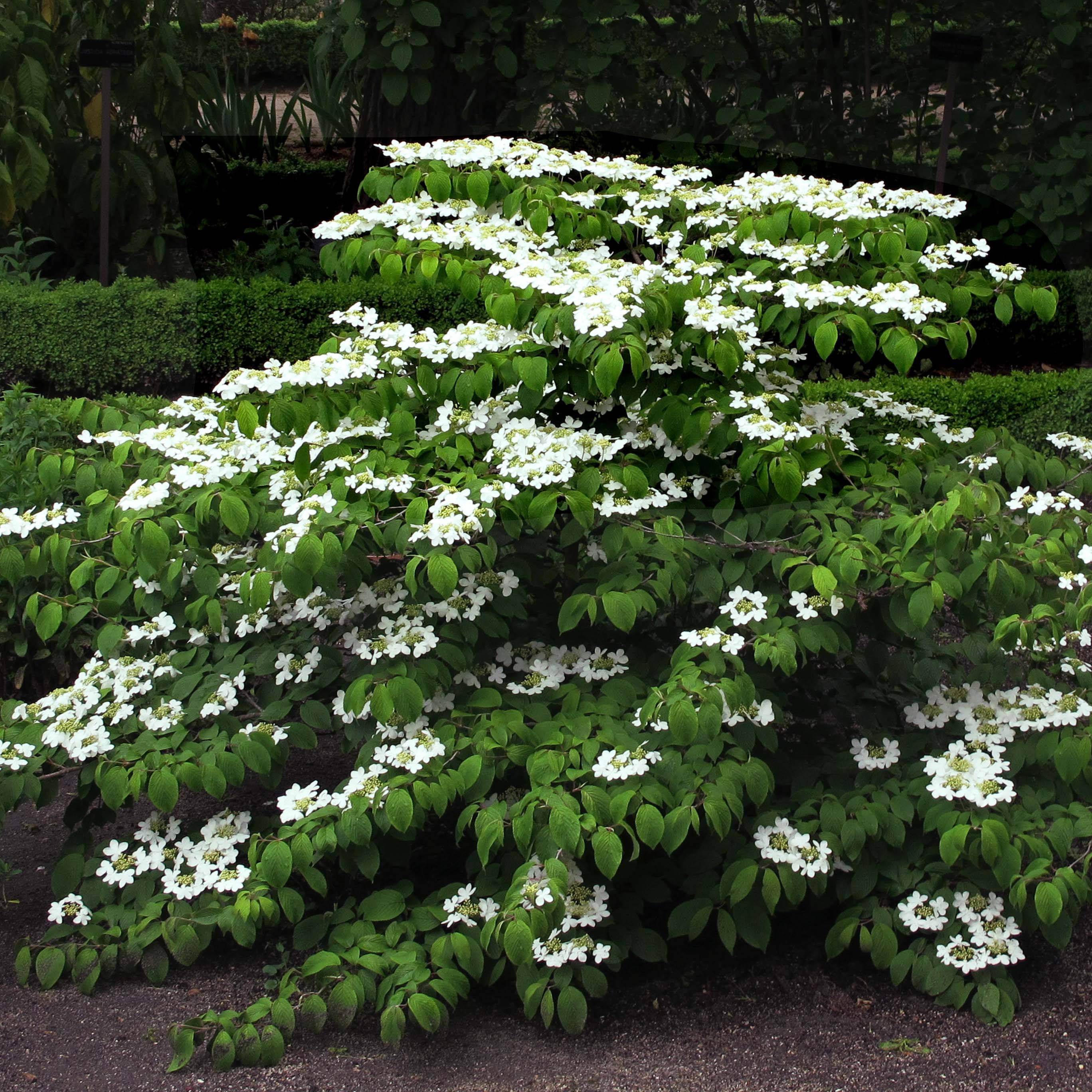 Viorne de Chine - Viburnum plicatum Mariesii Godet de 8/9 cm