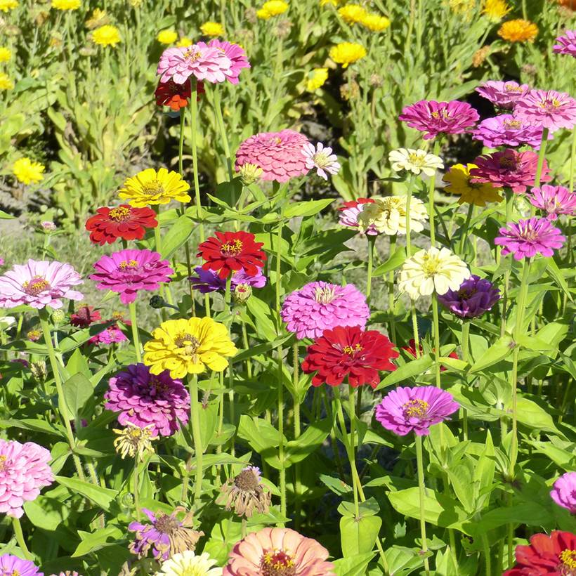 Graines de Zinnia Géant de Californie en mélange le sachet de 100 graines environ (1g)