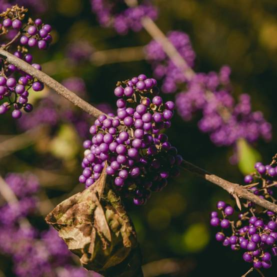 Callicarpa, Arbuste aux bonbons Profusion à fleurs Rose/Blanche - feuillage Caduc - Pot de 7,5L - 40/60 cm - Image 10