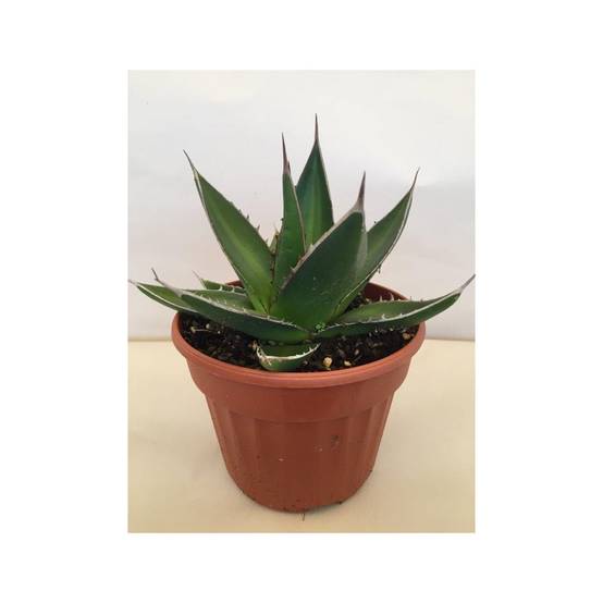 Promesse de Fleurs - Agave titanota Pot de 12 cm / 13 cm