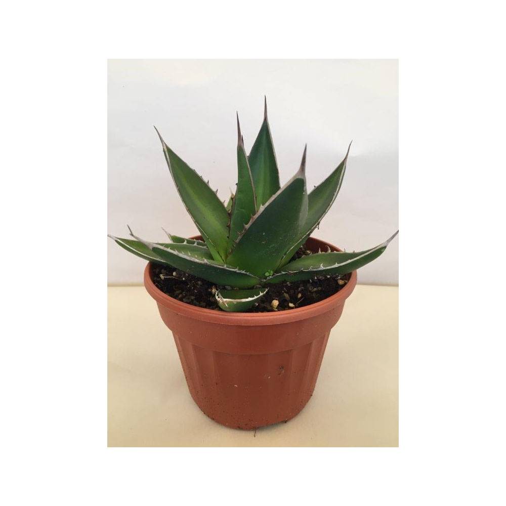 Promesse de Fleurs - Agave titanota Pot de 12 cm / 13 cm