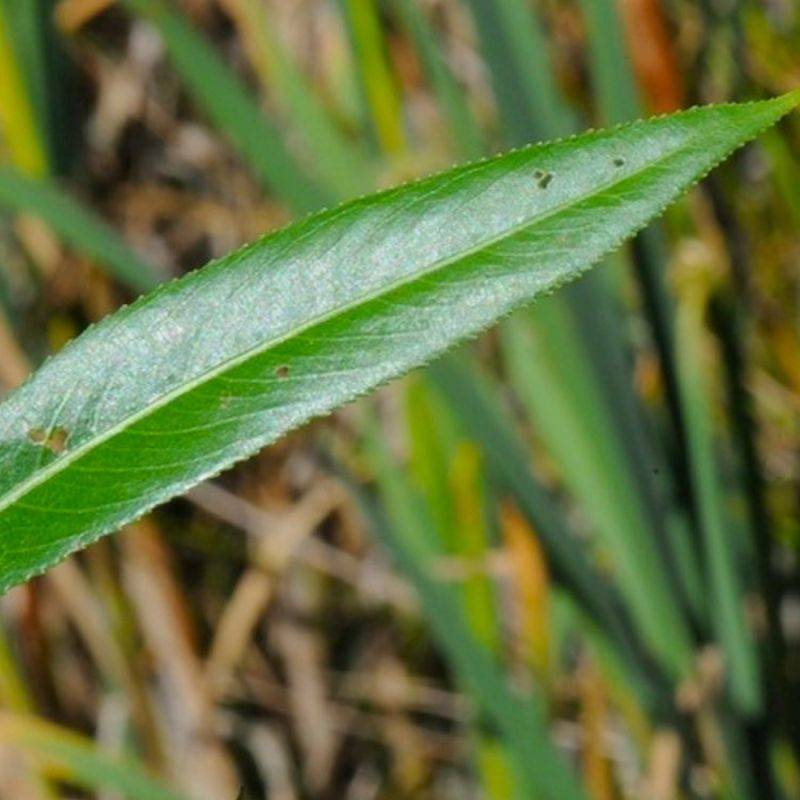 Saule faux-daphné (Salix daphnoides) - Godet - Taille 20/40cm - Pépinières Naudet
