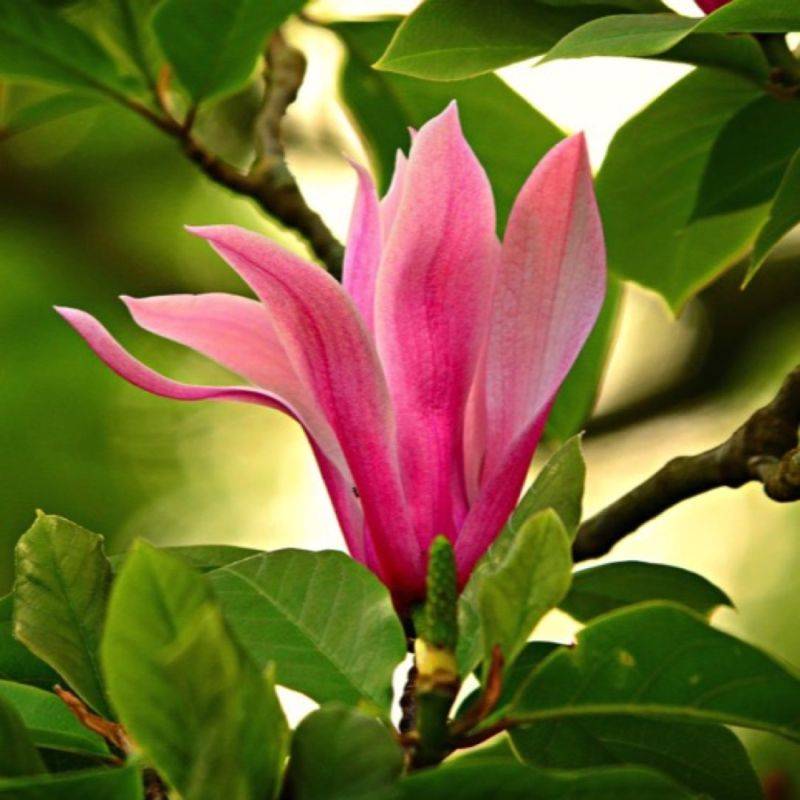 Magnolia à fleurs de lys 'Nigra' (Magnolia liliiflora 'Nigra') - Godet 9cm - Pépinières Naudet - Imagen 1