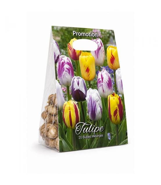 Tulipes Rembrandt Sgaravatti 20 bulbes en mélange, fleurs flammées décoratives idéales en massif et bouquet - 819513 - Image 2