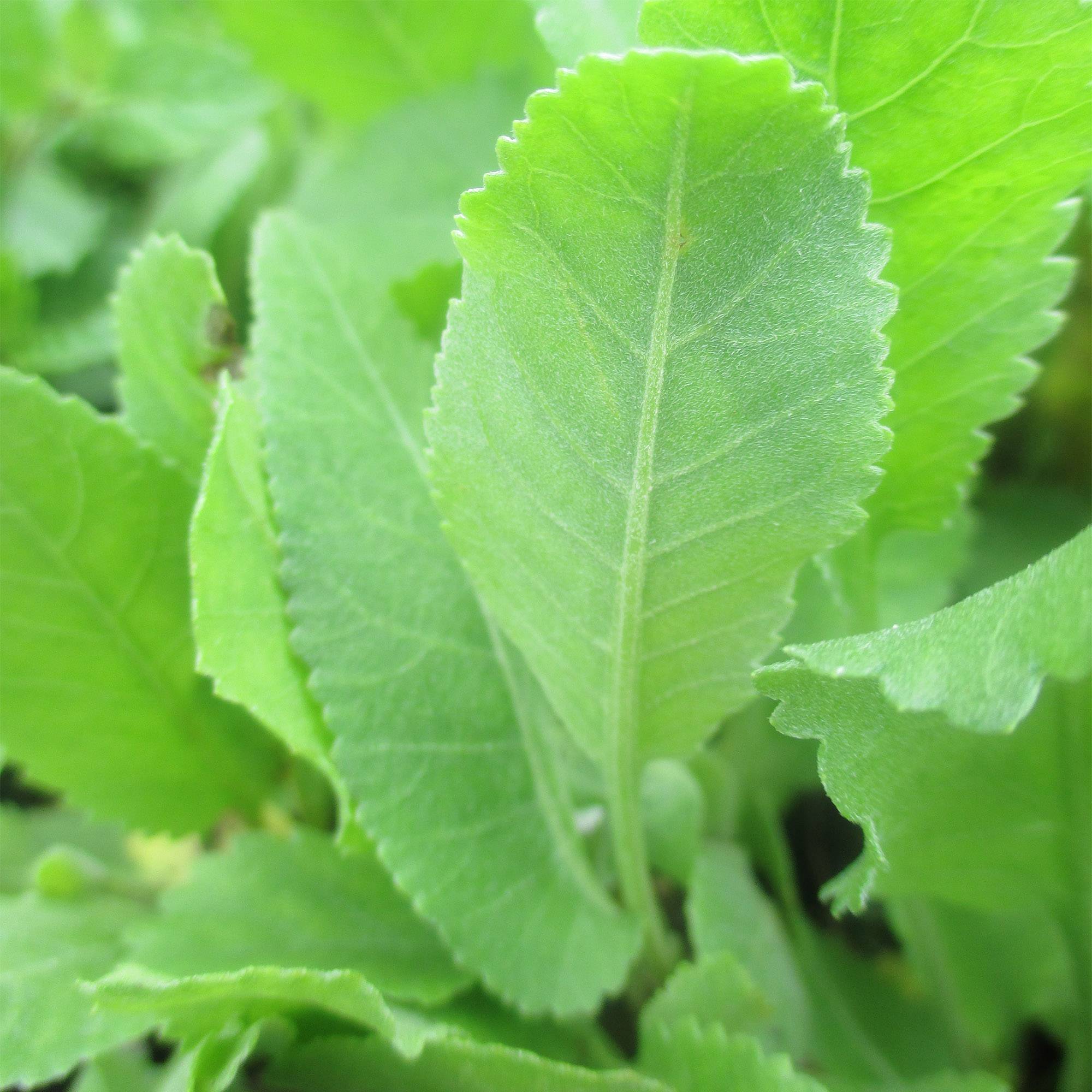 Menthe Coq - Tanacetum balsamita Godet de 7/8 cm