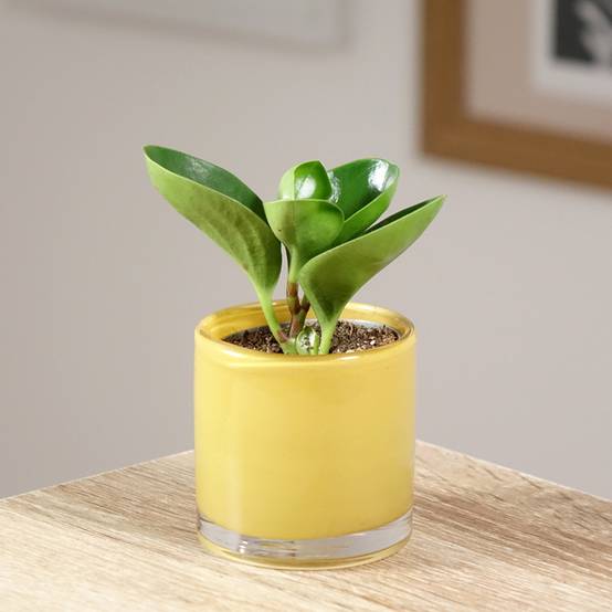 Peperomia obtusifolia Green Mini-plante