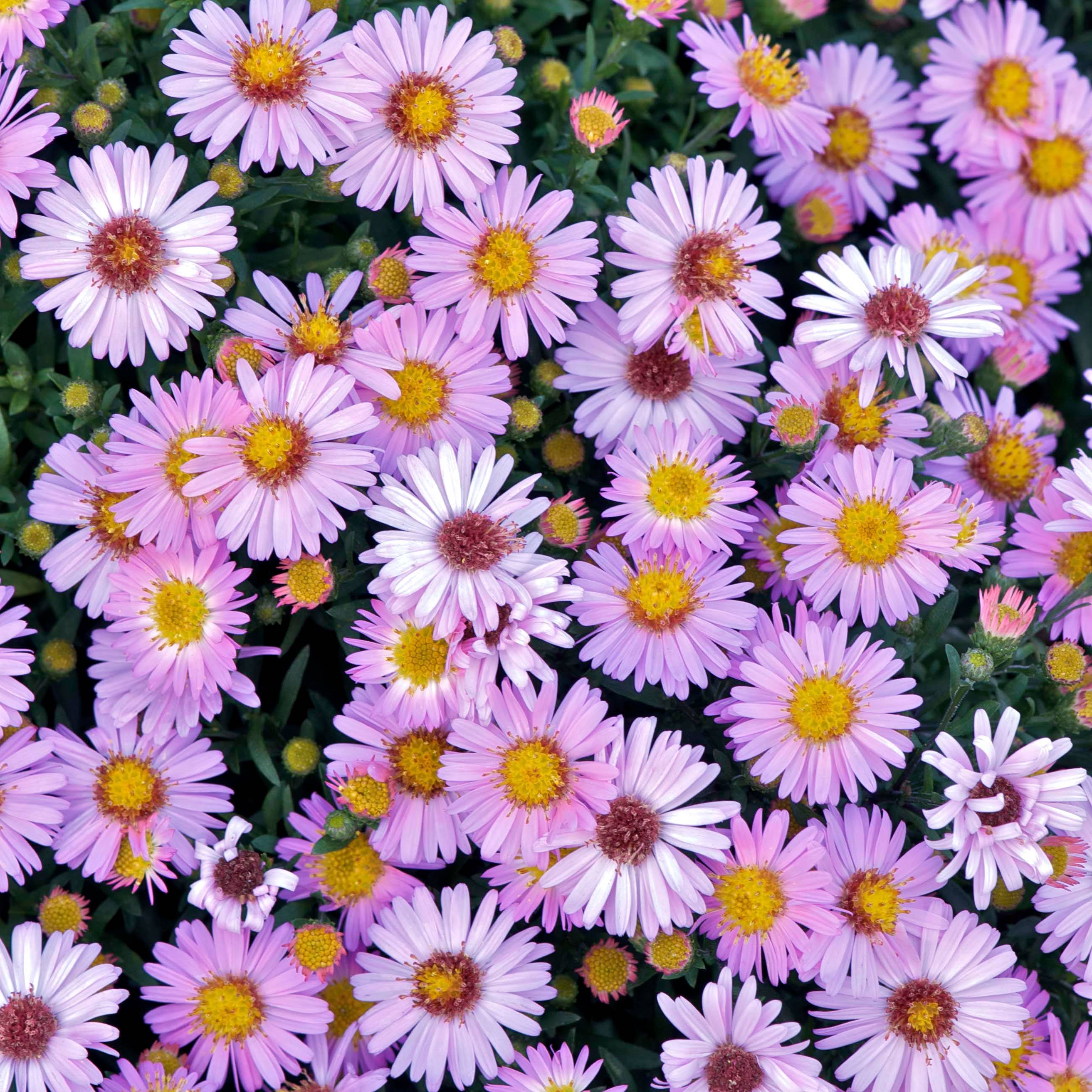 Promesse de Fleurs - Aster dumosus Marjorie - Aster nain Godet de 8/9 cm