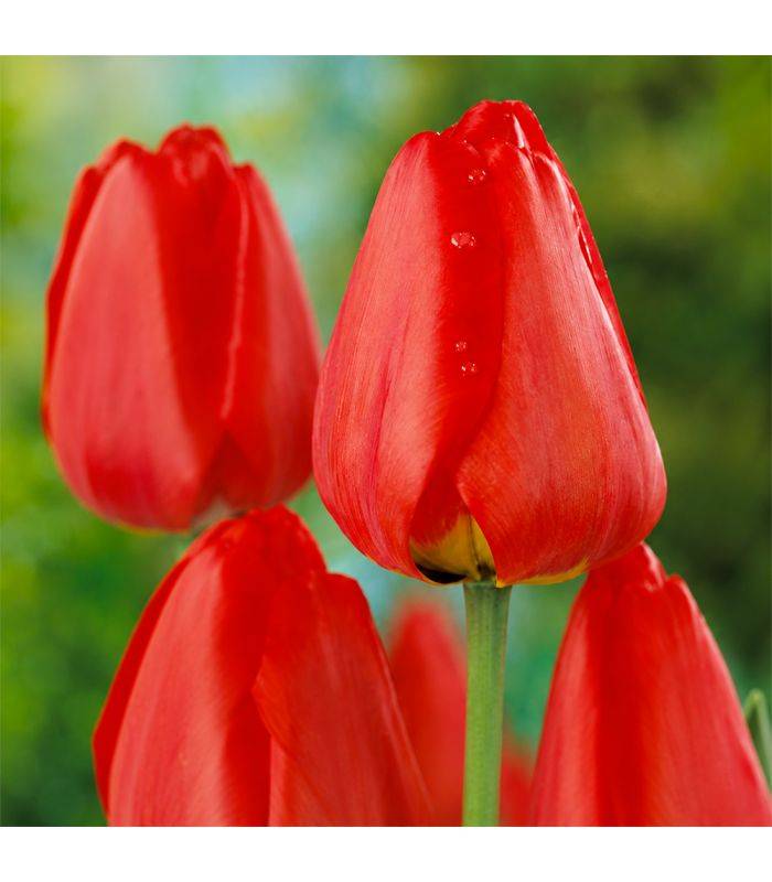 Tulipe Apeldoorn Sgaravatti 6 bulbes rouges, grande tulipe de printemps idéale en massif et fleur coupée - 617150 - Image 1