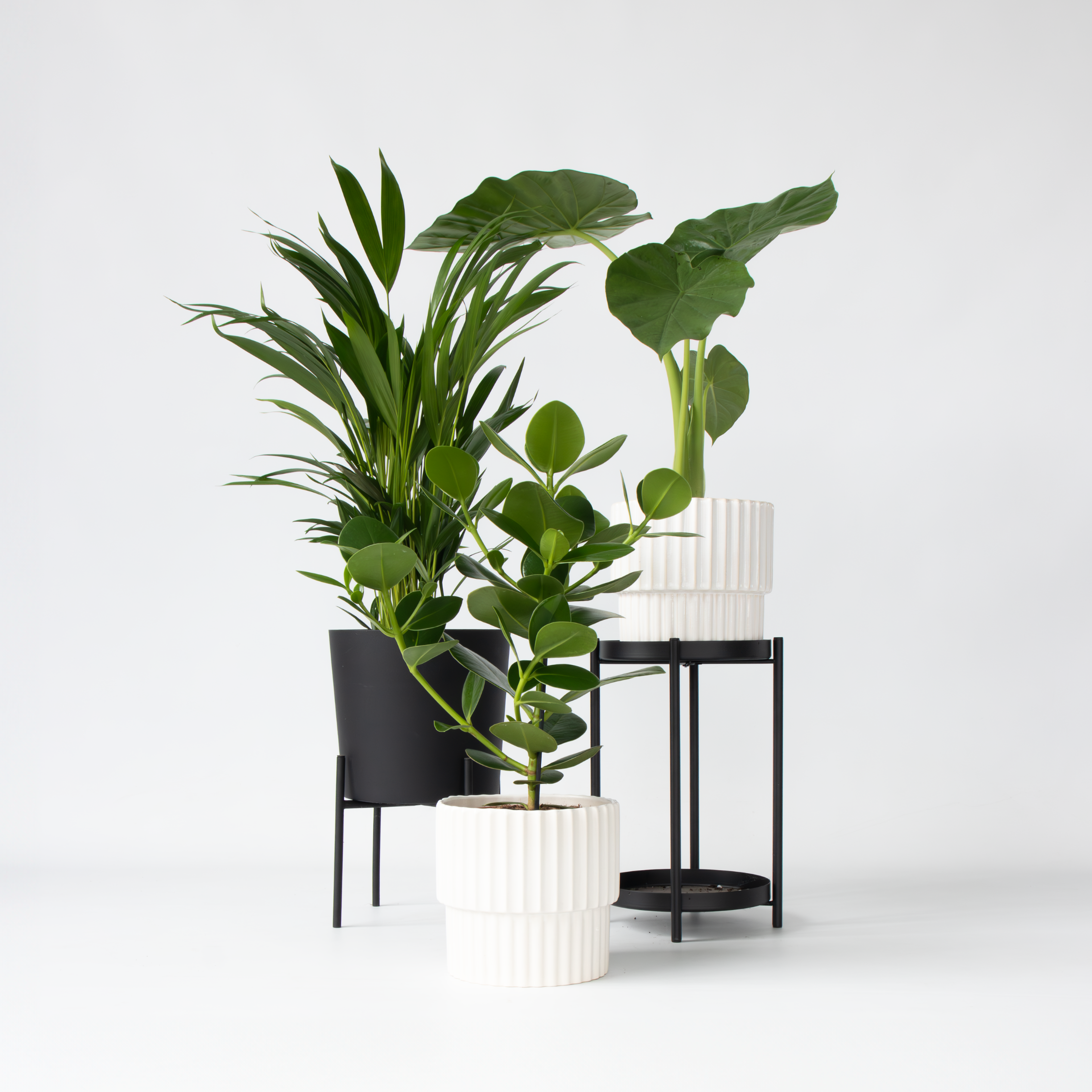 Mélange de plantes vertes d'intérieur - Set de 3 - Hauteur 50-70cm - ⌀17cm - Image 2