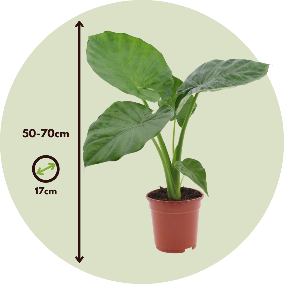 Mélange de plantes vertes d'intérieur - Set de 3 - Hauteur 50-70cm - ⌀17cm - Image 5