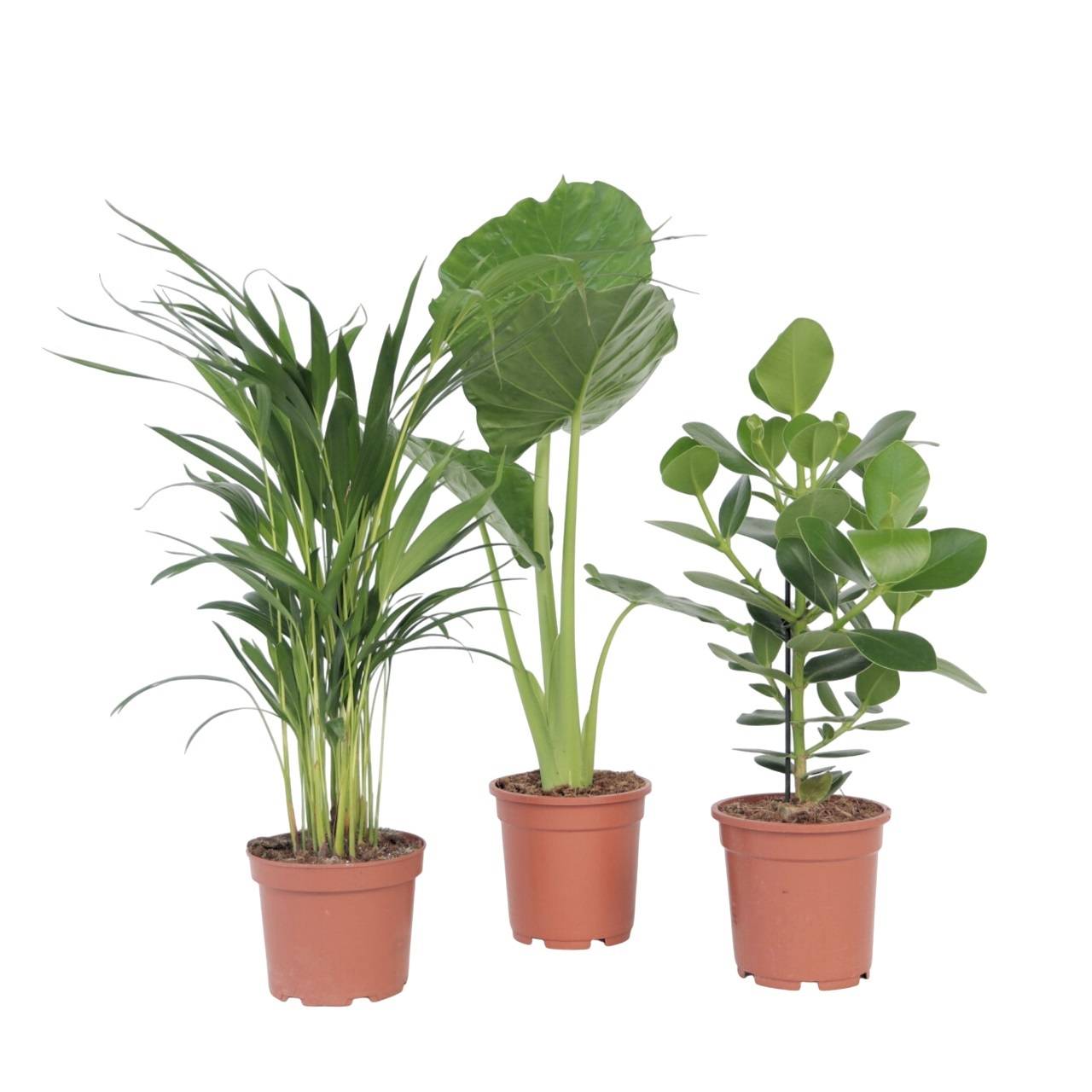 Mélange de plantes vertes d'intérieur - Set de 3 - Hauteur 50-70cm - ⌀17cm - Image 1
