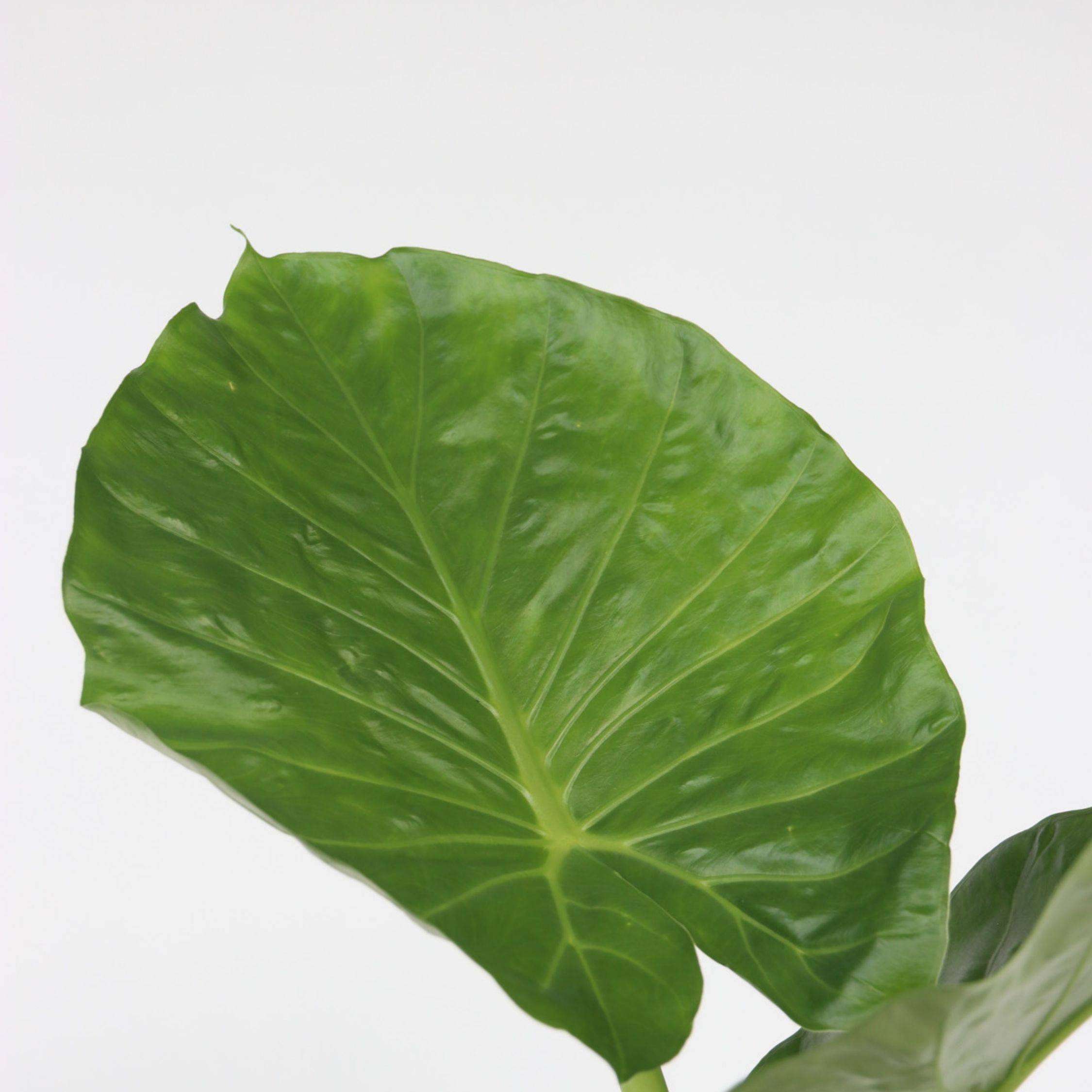 Mélange de plantes vertes d'intérieur - Set de 3 - Hauteur 50-70cm - ⌀17cm - Image 4